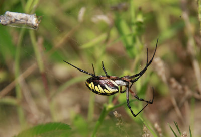 Garden Spider with prey