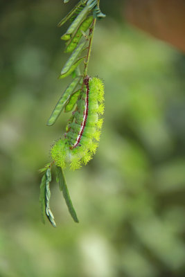 IO Moth caterpillar