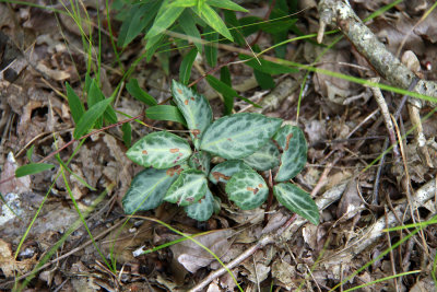 Chimaphila maculata- Spotted Wintergreen