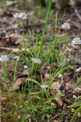 Polygala curtissii- Curtiss' Milkwort