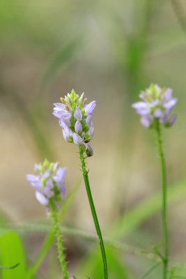 Polygala curtissii- Curtiss' Milkwort