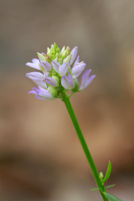 Polygala curtissii- Curtiss' Milkwort