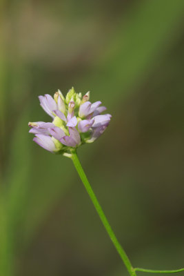 Polygala curtissii- Curtiss' Milkwort