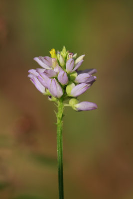 Polygala curtissii- Curtiss' Milkwort