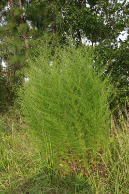 Eupatorium capillifolium- Dog Fennel