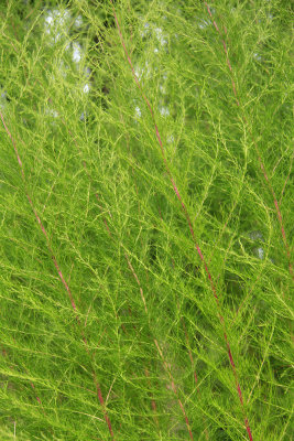 Eupatorium capillifolium- Dog Fennel