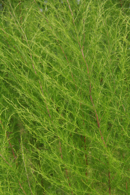 Eupatorium capillifolium- Dog Fennel