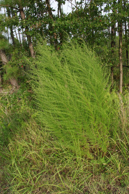 Eupatorium capillifolium- Dog Fennel