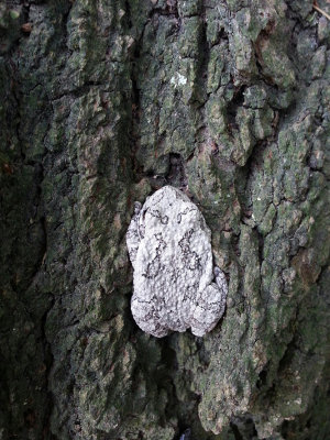 Northern Gray Treefrog