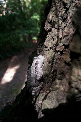 Northern Gray Treefrog