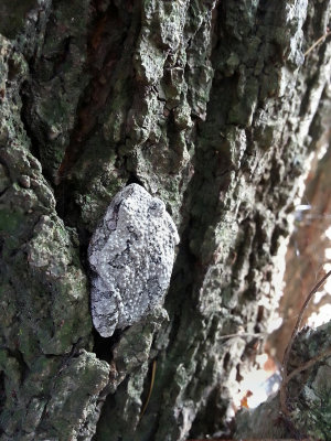 Northern Gray Treefrog