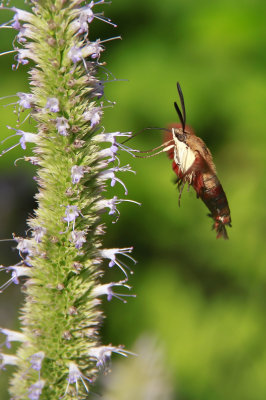 Common Clearwing Moth on Agastache scrophulariifolia