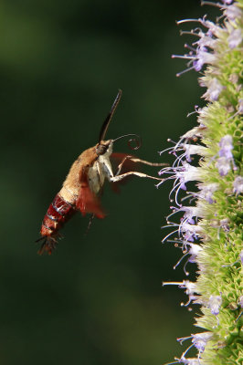 Common Clearwing Moth on Agastache scrophulariifolia