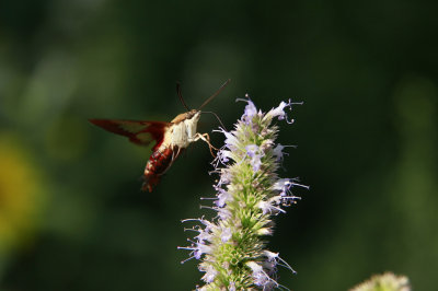 Common Clearwing Moth on Agastache scrophulariifolia