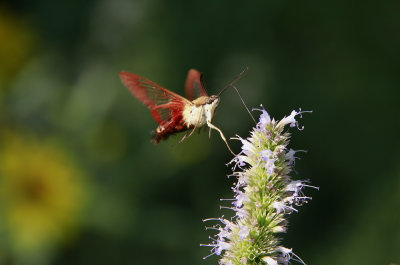 Common Clearwing Moth on Agastache scrophulariifolia