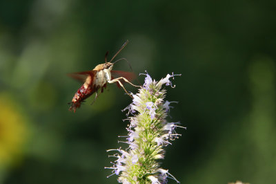 Common Clearwing Moth on Agastache scrophulariifolia