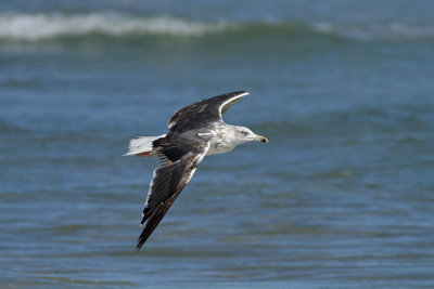 Lesser Black-backed Gull