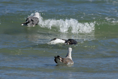 Great Black-backed Gull and Lesser Black-backed Gulls