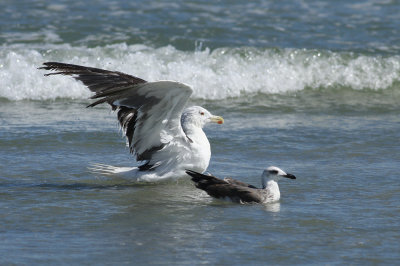 Great Black-backed Gull and Lesser Black-backed Gull