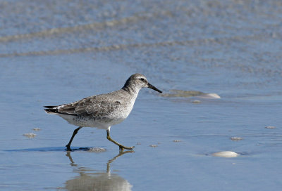 Red Knot (winter plumage)