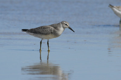 Red Knot (winter plumage)