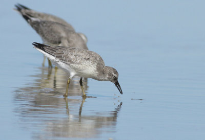 Red Knots (winter plumage)