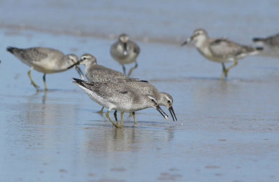 Red Knots (winter plumage)