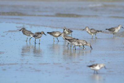 Red Knots (winter plumage)