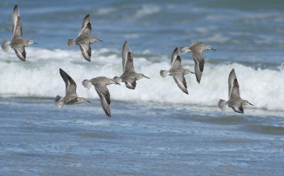 Red Knots (winter plumage)