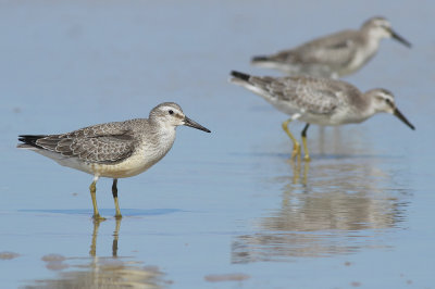 Red Knots (winter plumage)