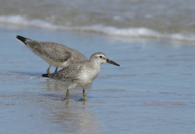 Red Knots (winter plumage)