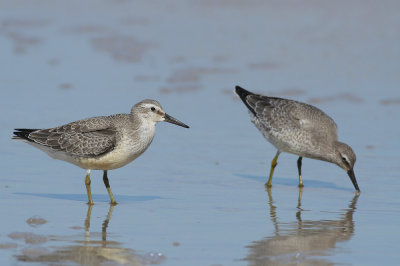 Red Knots (winter plumage)