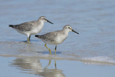 Red Knots (winter plumage)