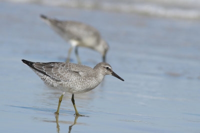 Red Knots (winter plumage)