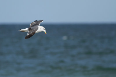 Lesser Black-backed Gull