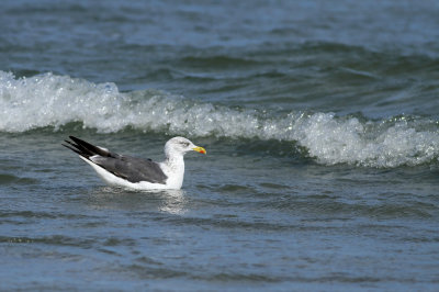 Lesser Black-backed Gull