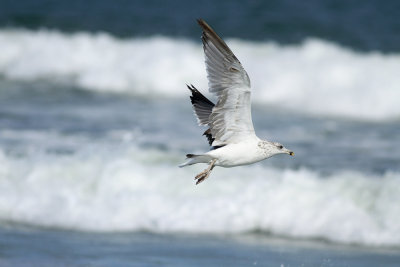 Lesser Black-backed Gull