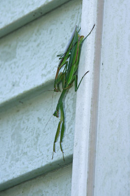 Praying Mantids