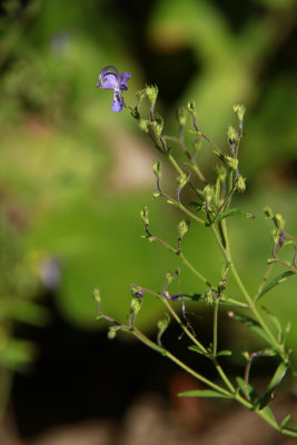 Trichostema setaceum- Narrow-leaf Blue Curls