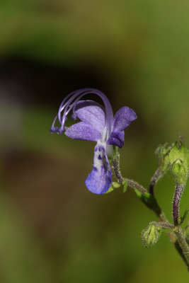 Trichostema setaceum- Narrow-leaf Blue Curls