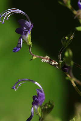 Trichostema setaceum- Narrow-leaf Blue Curls