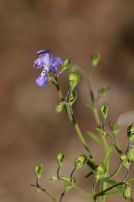 Trichostema setaceum- Narrow-leaf Blue Curls