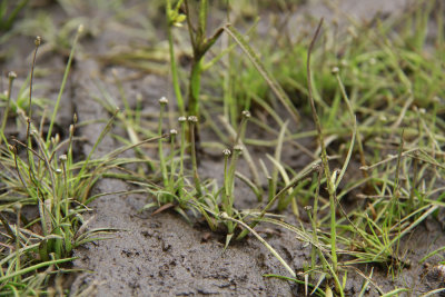 Eriocaulon parkeri- Parker's Pipewort
