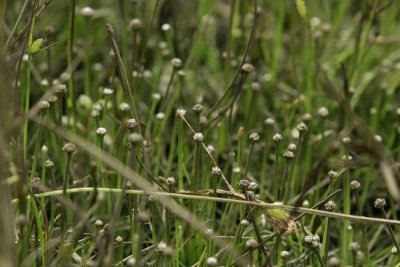 Eriocaulon parkeri- Parker's Pipewort