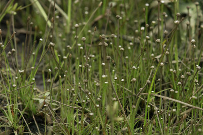 Eriocaulon parkeri- Parker's Pipewort