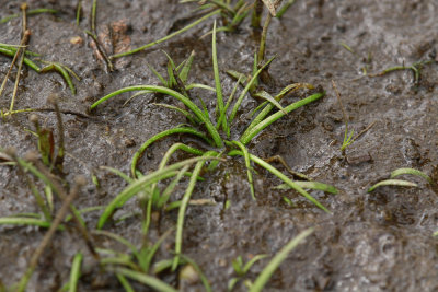 Isoetes riparia- Shore Quillwort