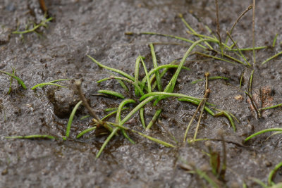 Isoetes riparia- Shore Quillwort