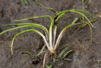 Isoetes riparia- Shore Quillwort
