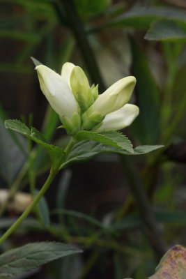 Chelone glabra- White Turtlehead