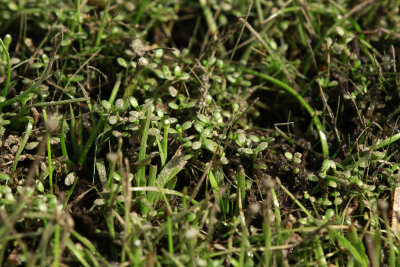 Elatine americana- American Waterwort